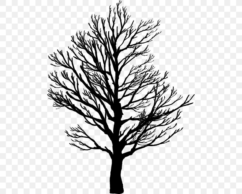 Christmas Tree Line Drawing, PNG, 500x659px, Silhouette, American Larch, Blackandwhite, Branch, Christmas Tree Download Free