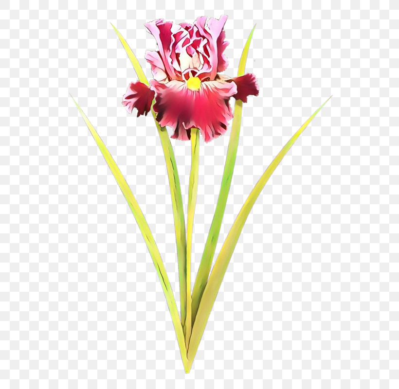 Flower Cut Flowers Plant Pink Petal, PNG, 581x800px, Flower, Amaryllis Belladonna, Cut Flowers, Hippeastrum, Pedicel Download Free