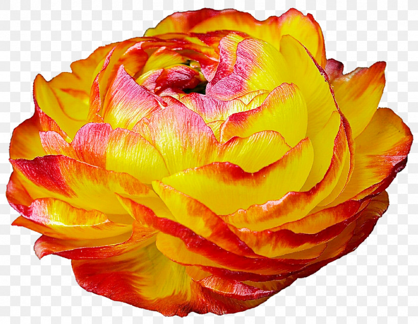 Garden Roses, PNG, 1024x793px, Garden Roses, Closeup, Cut Flowers, Floribunda, Floristry Download Free
