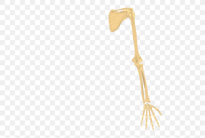 Shoulder Girdle Appendicular Skeleton Human Skeleton Axial Skeleton, PNG, 550x550px, Shoulder, Anatomy, Appendicular Skeleton, Arm, Axial Skeleton Download Free