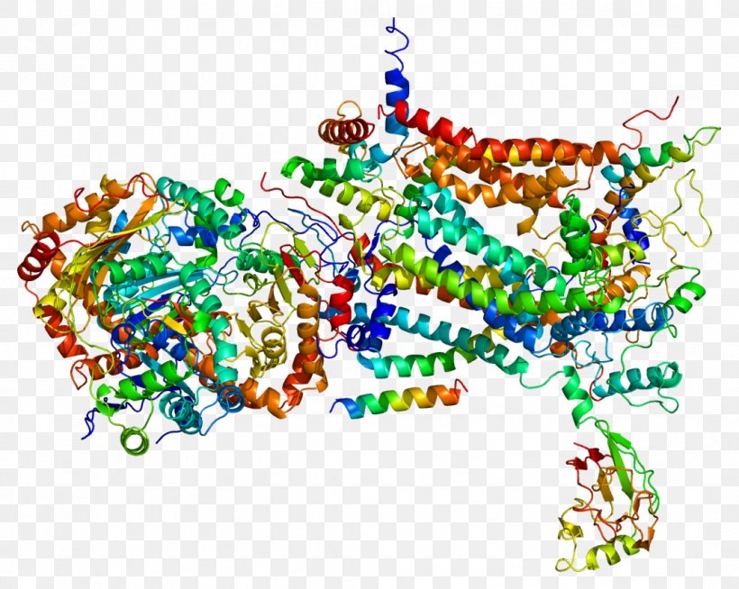 UQCRC1 UQCRFS1 Rieske Protein Gene, PNG, 1069x853px, Watercolor, Cartoon, Flower, Frame, Heart Download Free