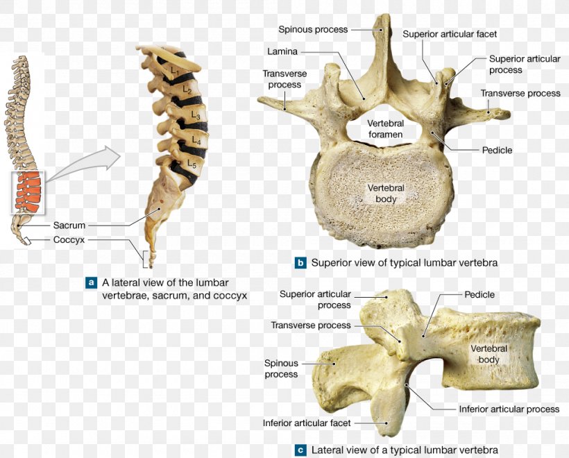 Bone Thoracic Vertebrae Sacrum Lumbar Vertebrae Coccyx, PNG, 1000x805px, Watercolor, Cartoon, Flower, Frame, Heart Download Free