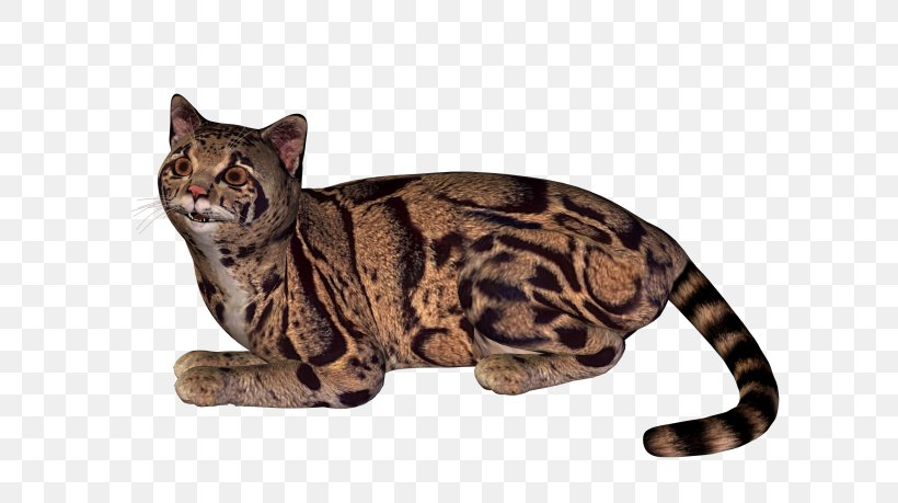 Dragon Li California Spangled American Shorthair Ocicat Bengal Cat, PNG, 650x459px, Dragon Li, American Shorthair, Asian, Bengal, Bengal Cat Download Free