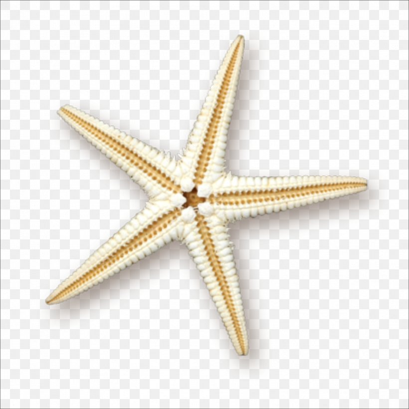 Starfish Sea Clip Art, PNG, 1773x1773px, Starfish, Animal, Gratis, Information, Invertebrate Download Free