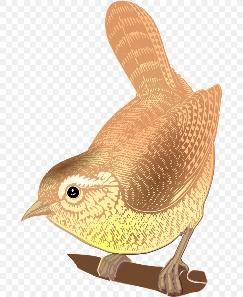 Eurasian Wren Bird House Sparrow Clip Art, PNG, 681x1000px, Wren, Animal, Beak, Bird, Cactus Wren Download Free