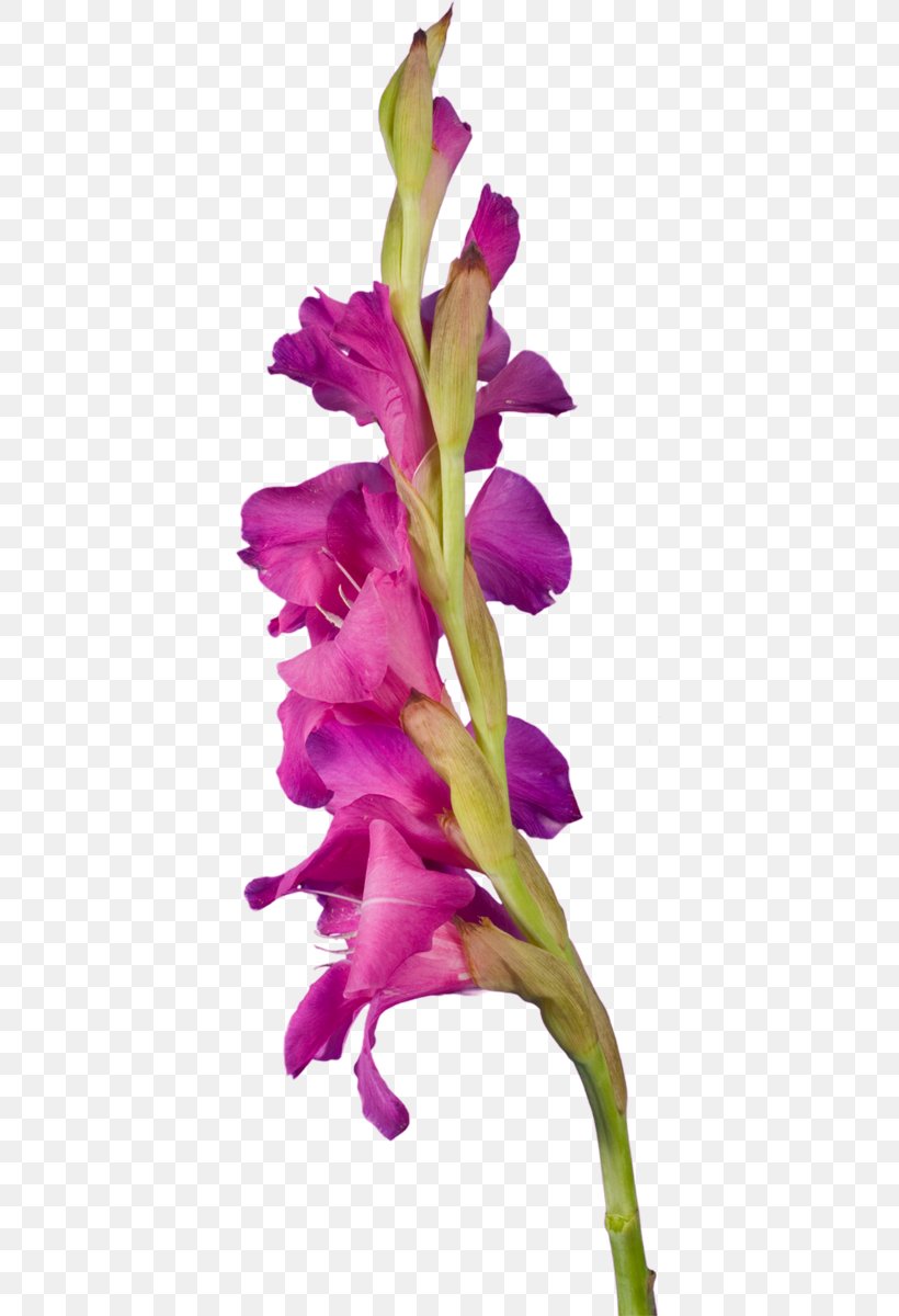 Gladiolus Red Yellow Clip Art, PNG, 389x1200px, Gladiolus, Blog, Cattleya, Cut Flowers, Email Download Free