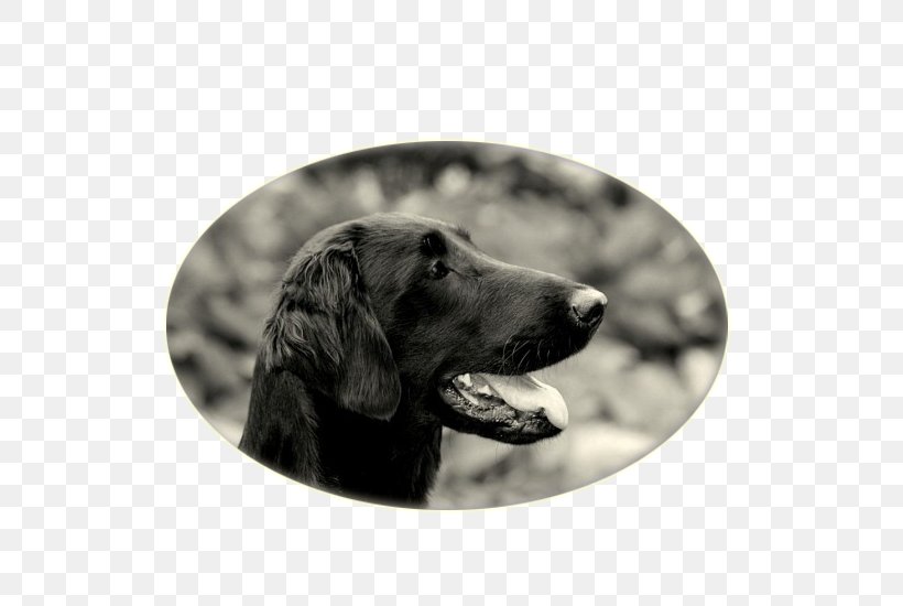 Labrador Retriever Flat-Coated Retriever Boykin Spaniel Puppy Dog Breed, PNG, 782x550px, Labrador Retriever, Boykin Spaniel, Breed, Carnivoran, Coat Download Free