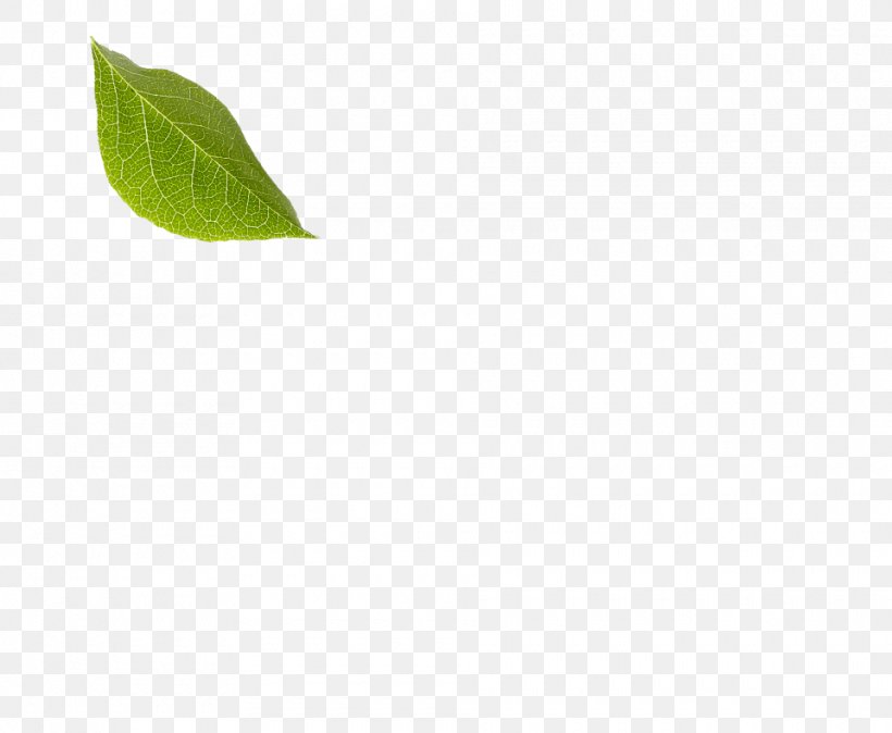 Leaf, PNG, 960x790px, Leaf, Green, Plant Download Free