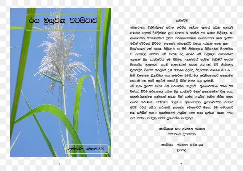 Paper Advertising Graphic Design Grasses, PNG, 2339x1653px, Paper, Advertising, Brochure, Family, Flora Download Free