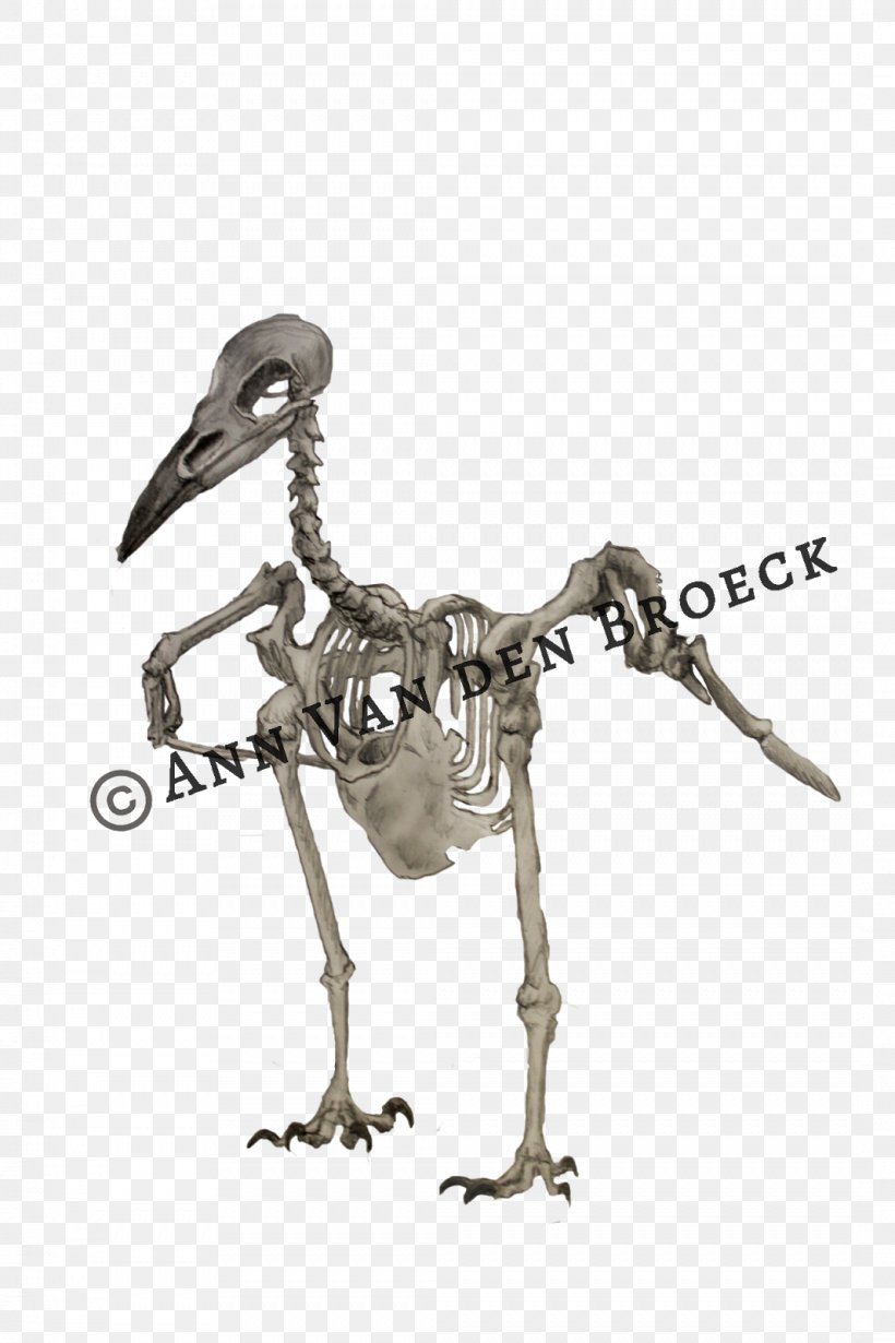 Water Bird Skeleton Figurine, PNG, 1066x1600px, Bird, Figurine, Skeleton, Velociraptor, Water Bird Download Free