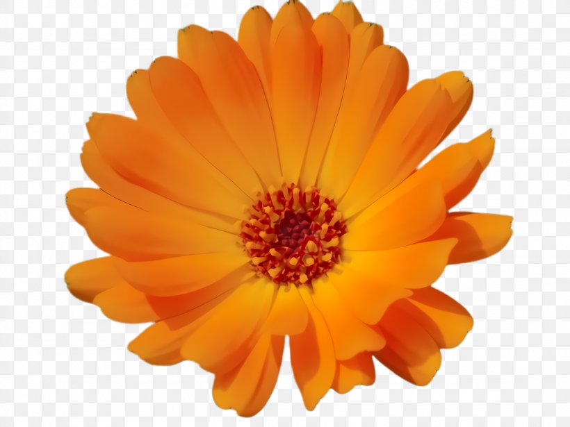 Blossom Flower, PNG, 2308x1732px, Marigold, African Daisy, Annual Plant, Barberton Daisy, Bloom Download Free