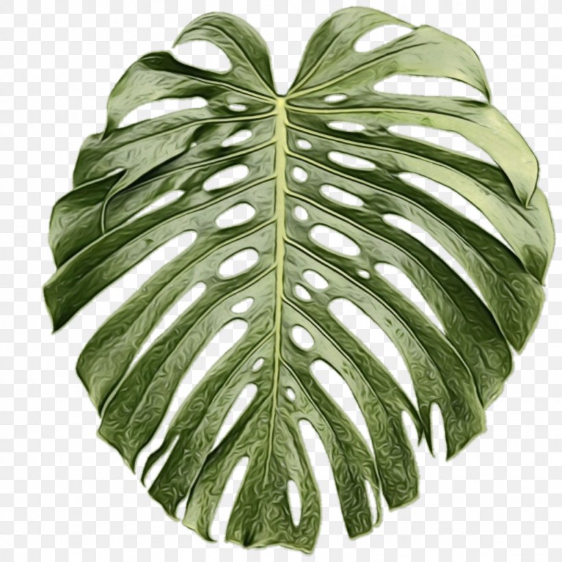 Clip Art Tropics Plants Image, PNG, 1024x1024px, Tropics, Alismatales, Anthurium, Arum Family, Botany Download Free