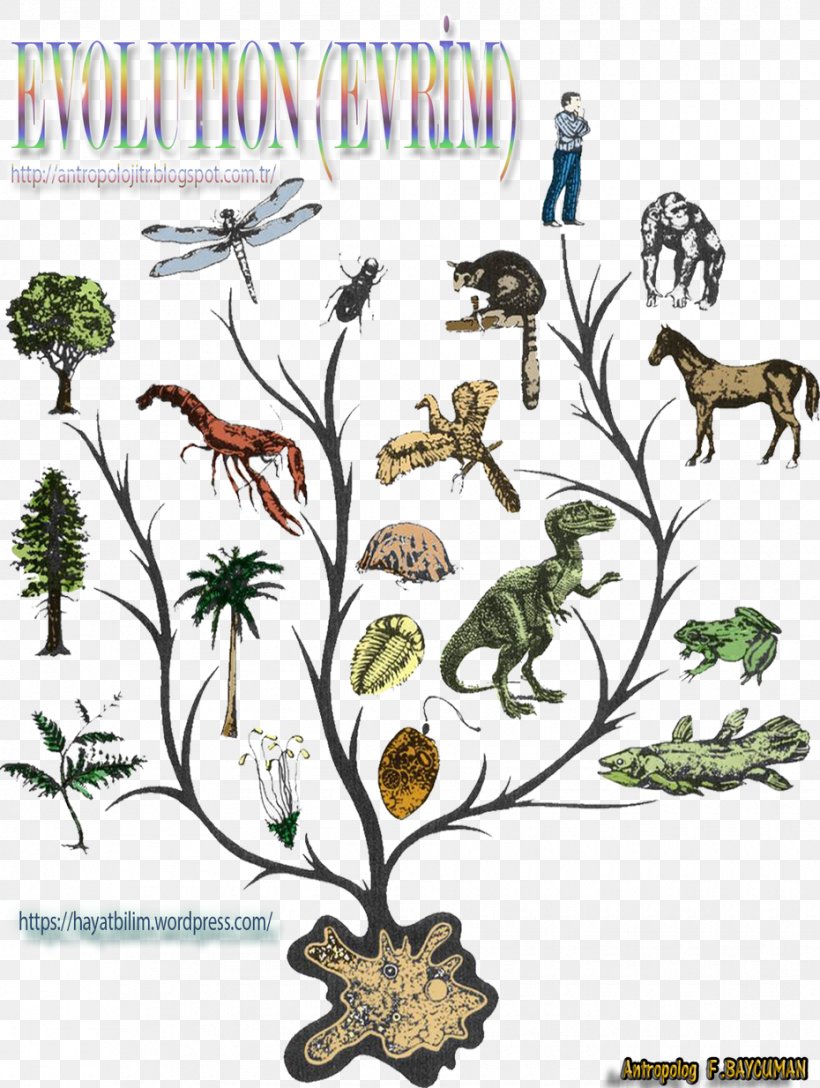 Evolutionary History Of Life Animal Evidence Of Common Descent Phylogenetic Tree, PNG, 930x1234px, Evolution, Abiogenesis, Animal, Art, Biology Download Free