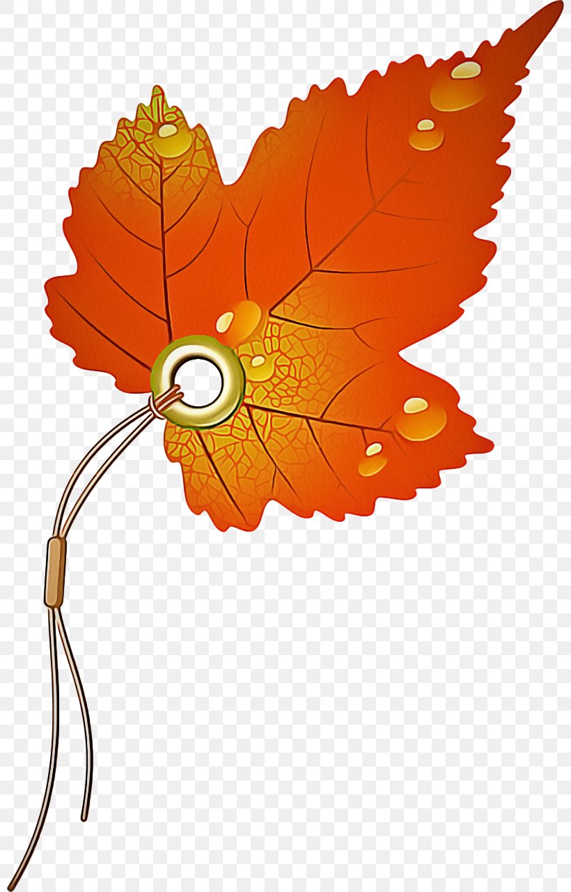 Orange, PNG, 800x1280px, Leaf, Autumn, Flower, Orange, Plant Download Free