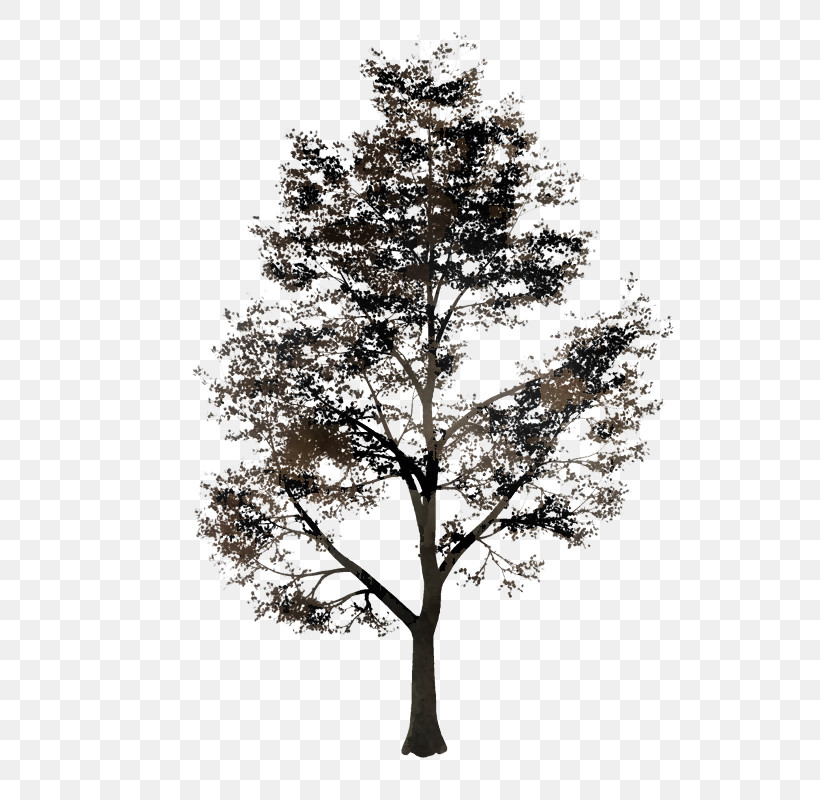 Tree Woody Plant Branch Plant White Pine, PNG, 562x800px, Tree, American Larch, Branch, Lodgepole Pine, Pine Family Download Free
