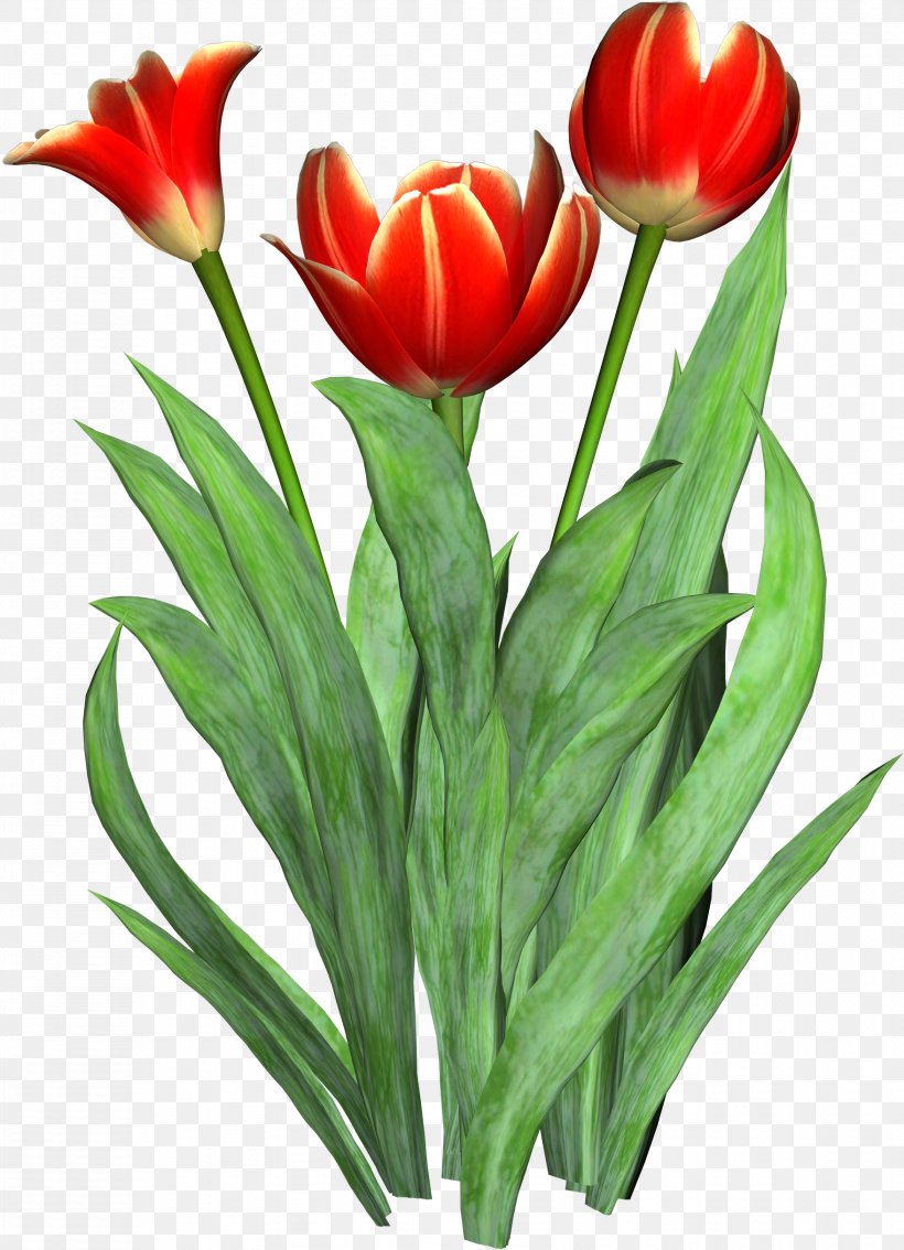 Tulip Cut Flowers Clip Art, PNG, 1756x2430px, Tulip, Cut Flowers, Floristry, Flower, Flower Bouquet Download Free