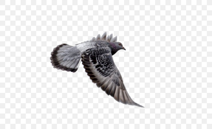 Columbidae Bird Squab Homing Pigeon, PNG, 500x500px, Columbidae, Beak, Bird, Buzzard, Cuculiformes Download Free