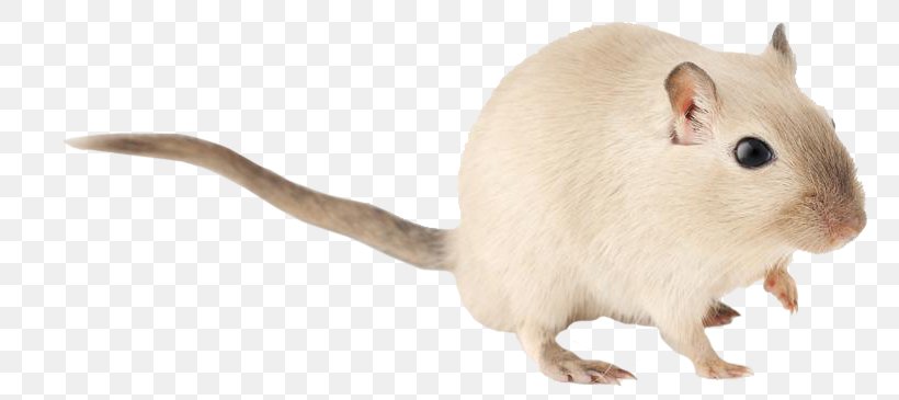 Gerbil Rat Hamster Rodent Mouse, PNG, 800x365px, Gerbil, Animal, Animal Figure, Dog, Domestic Animal Download Free
