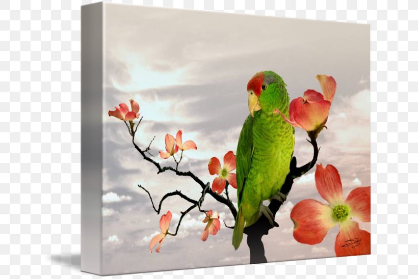 Lovebird Parakeet Macaw Painting Fauna, PNG, 650x548px, Lovebird, Beak, Bird, Fauna, Flower Download Free