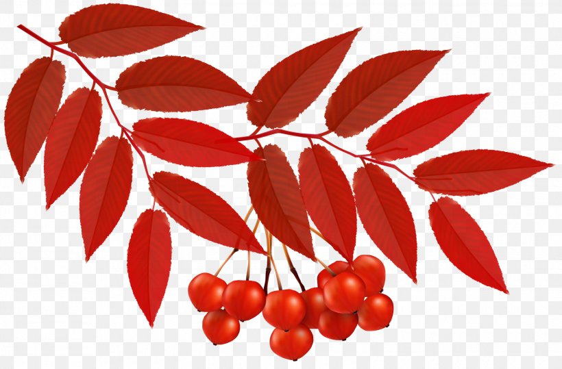Vector Graphics Clip Art Autumn Image, PNG, 1550x1020px, Autumn, Autumn Leaf Color, Barberry Family, Berry, Branch Download Free