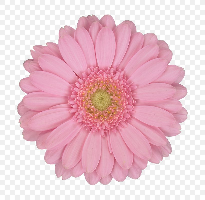 Flowers Background, PNG, 800x800px, Transvaal Daisy, Artificial Flower, Aster, Barberton Daisy, Chrysanthemum Download Free