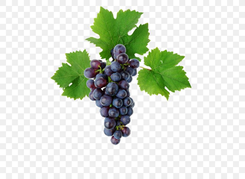Kyoho Grape Leaves Vine Must, PNG, 497x600px, Kyoho, Berry, Common Grape Vine, Flowering Plant, Food Download Free