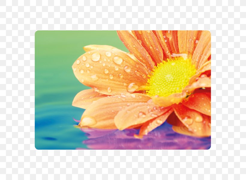 Ppt Microsoft PowerPoint Desktop Wallpaper Flower Stock Photography, PNG, 600x600px, Ppt, Close Up, Daisy Family, Flower, Flowering Plant Download Free