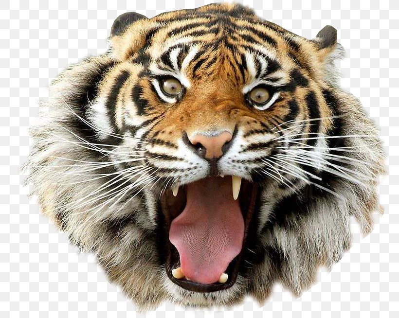 Bengal Tiger Clip Art, PNG, 785x654px, Bengal Tiger, Big Cats, Carnivoran, Cat Like Mammal, Data Compression Download Free