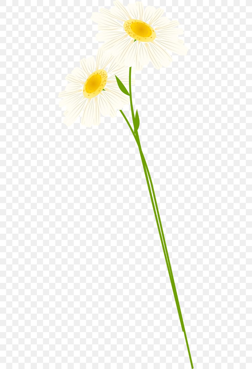 Common Daisy Oxeye Daisy Transvaal Daisy Roman Chamomile Cut Flowers, PNG, 441x1200px, Common Daisy, Chamaemelum, Chamaemelum Nobile, Cut Flowers, Daisy Download Free