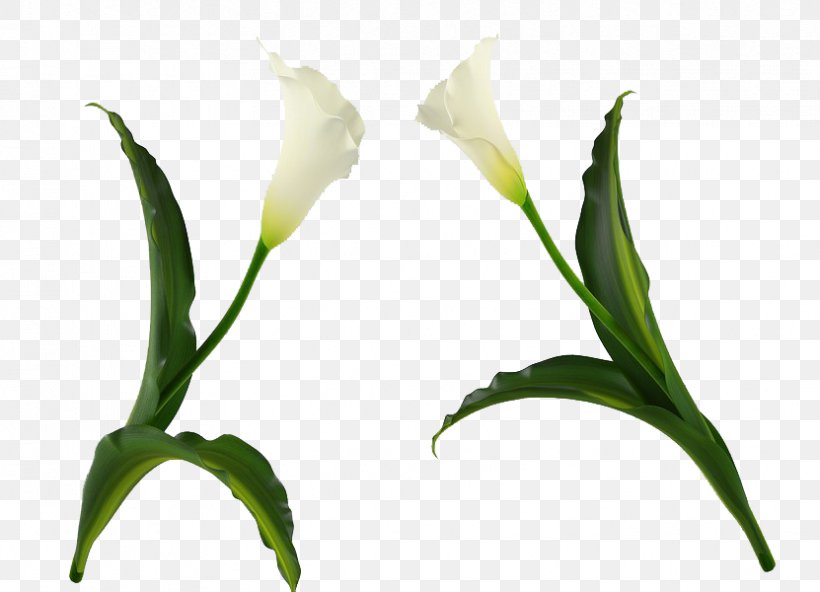 Cut Flowers Easter Lily Plant, PNG, 831x600px, Flower, Art, Arum, Branch, Bud Download Free