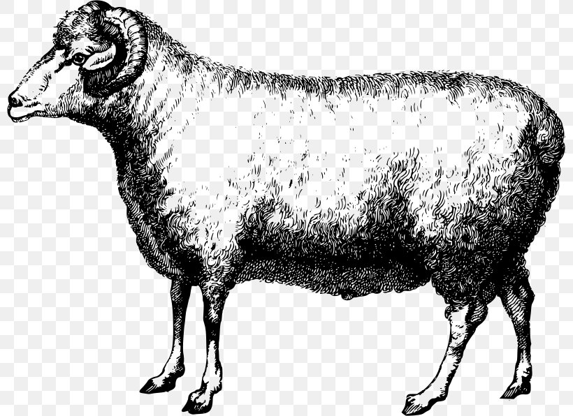 Merino Cattle Bighorn Sheep Suffolk Sheep Wool, PNG, 800x596px, Merino, Alpaca, Animal, Bighorn Sheep, Black And White Download Free