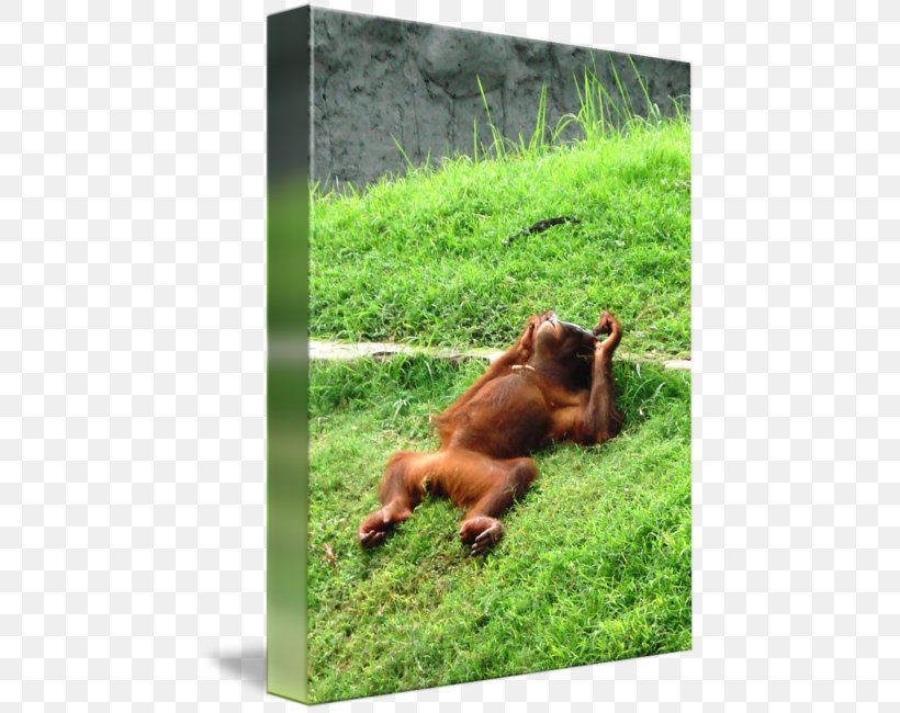 Orangutan Primate Ape Art Imagekind, PNG, 452x650px, Orangutan, Animal, Ape, Art, Artist Download Free