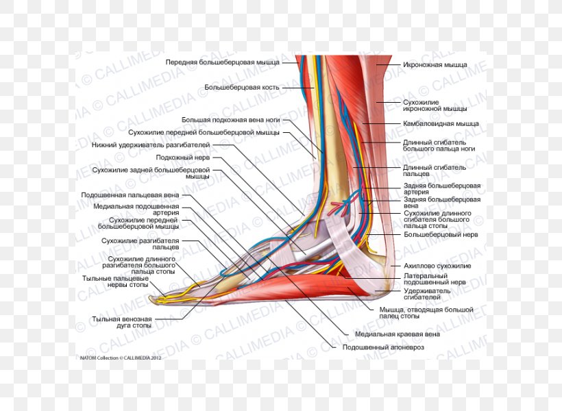 Tibialis Anterior Muscle Foot Nerve Tendon, PNG, 600x600px, Watercolor, Cartoon, Flower, Frame, Heart Download Free