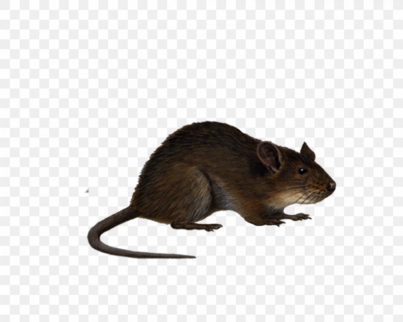 Brown Rat Mouse Black Rat Clip Art, PNG, 999x799px, Mouse, Animation, Black Rat, Degu, Dormouse Download Free