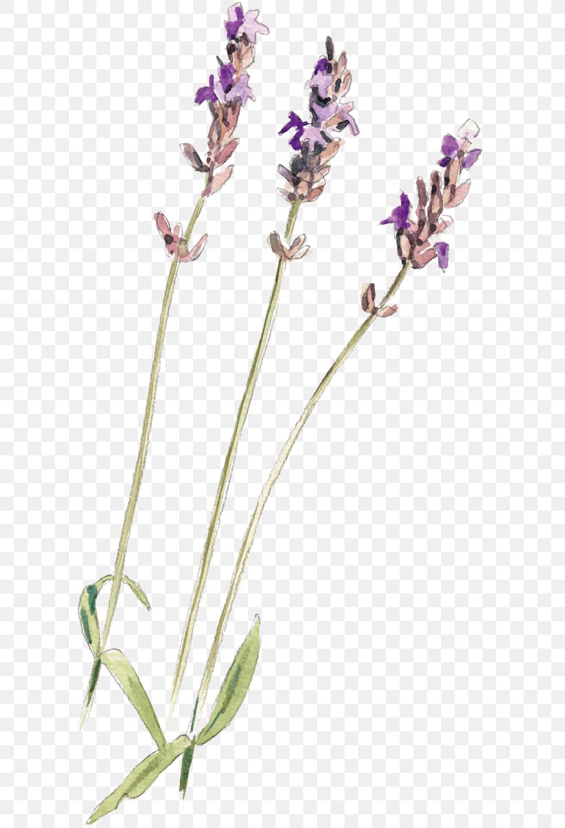 English Lavender Common Sage Plant Stem, PNG, 634x1200px, English Lavender, Common Sage, Flora, Flower, Flowering Plant Download Free