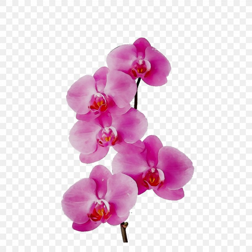 Moth Orchids Cut Flowers Petal, PNG, 1839x1839px, Moth Orchids, Artificial Flower, Branch, Cattleya, Cut Flowers Download Free