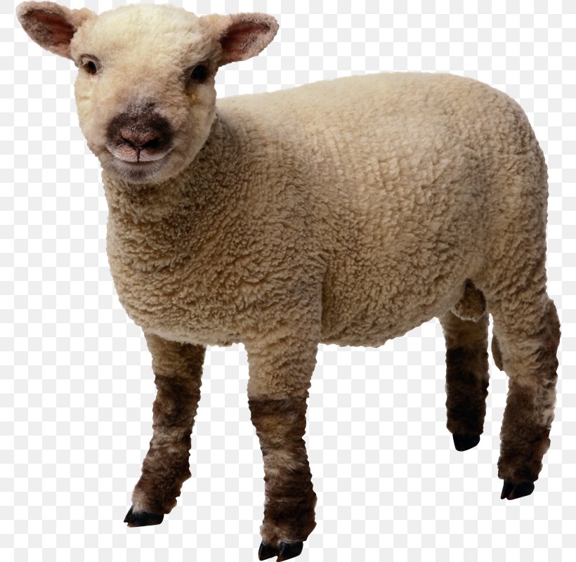 Sheep Desktop Wallpaper Clip Art, PNG, 778x800px, Sheep, Clipping Path, Cow Goat Family, Fur, Goat Antelope Download Free