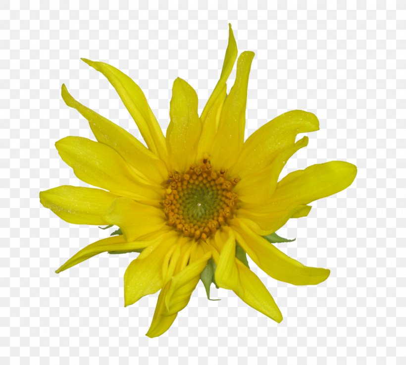 Yellow Flower Dandelion Clip Art, PNG, 1280x1151px, Yellow, Animation, Annual Plant, Chrysanths, Daisy Family Download Free