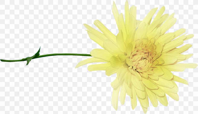 Albom Chrysanthemum Cut Flowers, PNG, 1200x693px, Albom, Album, Author, Chrysanthemum, Chrysanths Download Free
