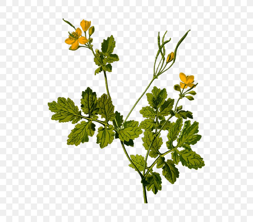 Greater Celandine Köhler's Medicinal Plants Herb, PNG, 611x720px, Greater Celandine, Book, Branch, Chelidonium, Flower Download Free