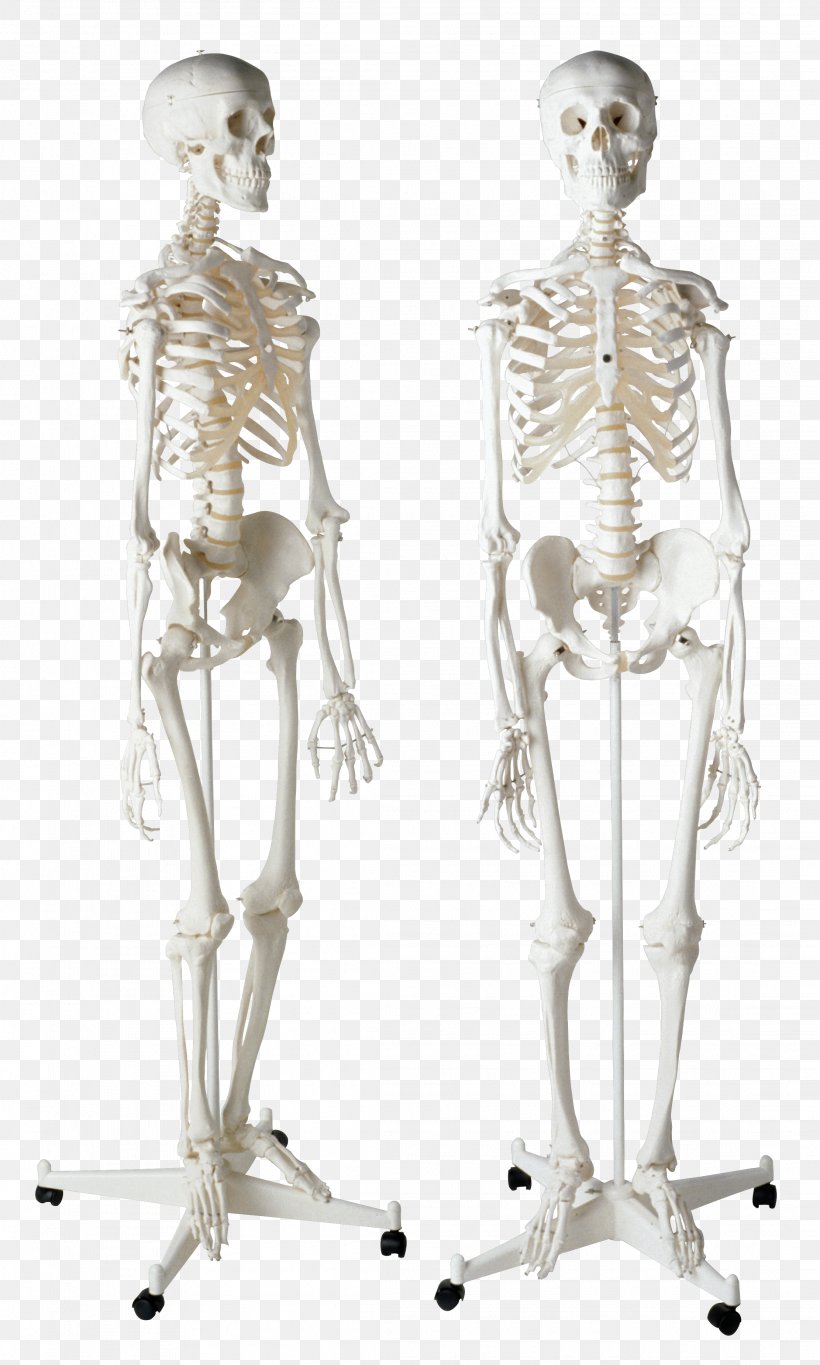 Human Skeleton Homo Sapiens Bone, PNG, 2222x3700px, Skeleton, Anatomy, Arm, Bone, Endoskeleton Download Free