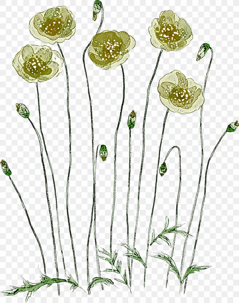 Plant Flower Pedicel Plant Stem Chamomile, PNG, 967x1227px, Plant, Chamomile, Flower, Mayweed, Pedicel Download Free