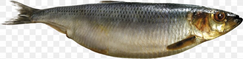 Sardine Milkfish Capelin Oily Fish Fish As Food, PNG, 4470x1104px, Bony Fishes, Bony Fish, Capelin, Clupea, Fish Download Free