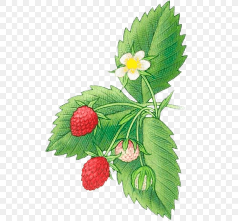 Virginia Strawberry Shortcake Drawing Fruit, PNG, 516x760px, Strawberry, Auglis, Berry, Botanical Illustration, Drawing Download Free