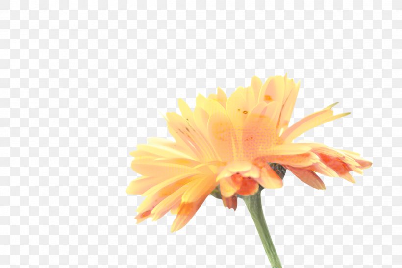 Blossom Background, PNG, 2444x1632px, Marigold, Bloom, Blossom, Calendula, Closeup Download Free
