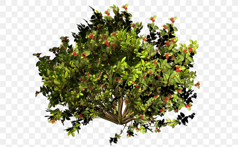Evergreen Shrub Branching, PNG, 600x508px, Evergreen, Branch, Branching, Plant, Shrub Download Free