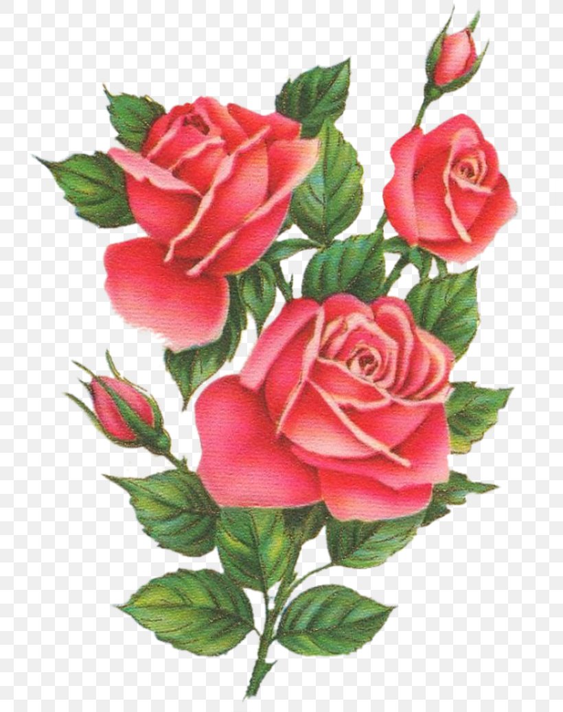 Garden Roses Cabbage Rose Floribunda Floral Design Cut Flowers, PNG, 800x1038px, Garden Roses, Artificial Flower, Cabbage Rose, China Rose, Cut Flowers Download Free