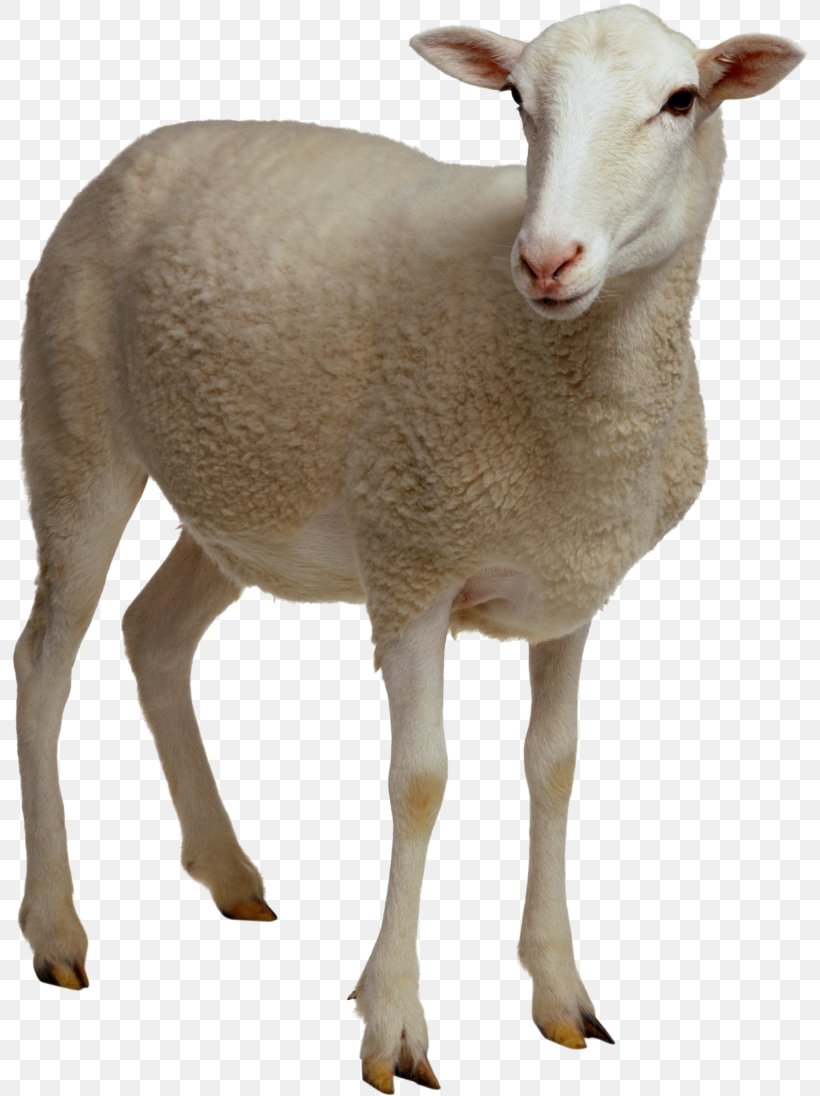 Sheep Digital Image Clip Art, PNG, 799x1096px, Sheep, Copying, Cow Goat Family, Dia, Digital Image Download Free