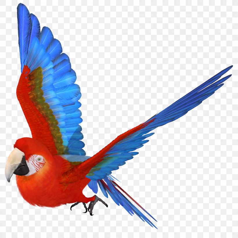 Stock Illustration Stock Photography Image Royalty-free, PNG, 1000x1000px, 3d Computer Graphics, Stock Photography, Beak, Bird, Bluebird Download Free