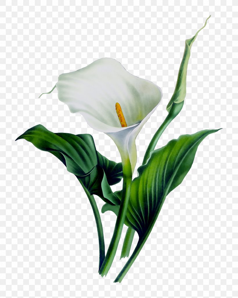 Arum Lilies Arum-lily Shower Curtains Bog Arum, PNG, 2808x3510px, Arum Lilies, Alismatales, Anthurium, Artificial Flower, Arum Download Free